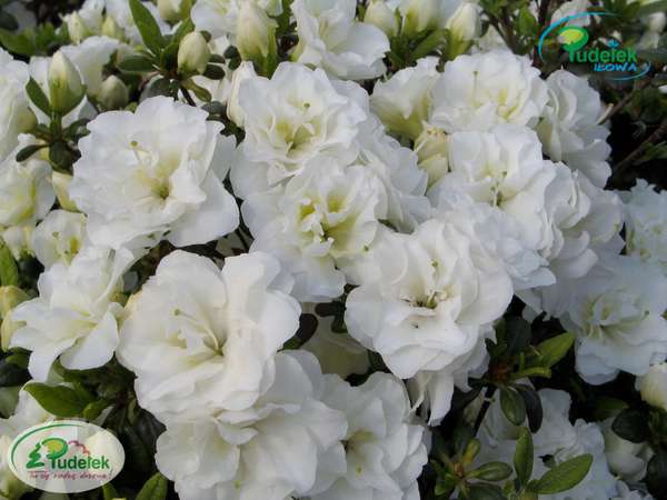 Azalia japońska Schneeperle